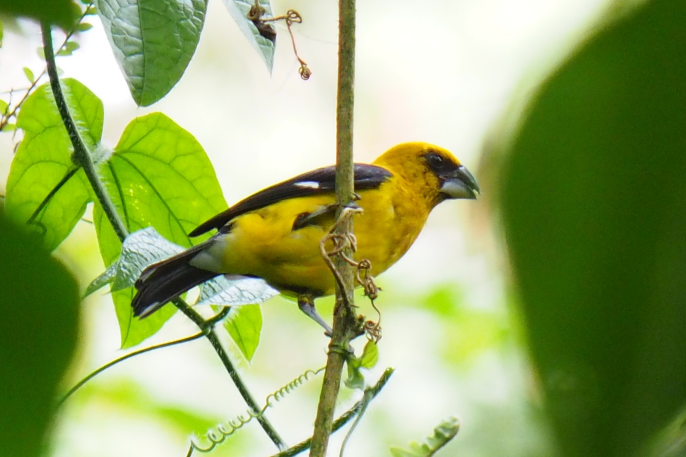image Black-thighed Grosbeak